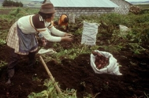 Uprawa ziemniakw w Ekwadorze