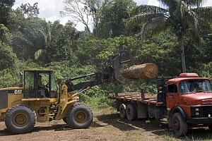 Wycinanie lasw w Brazylii